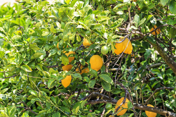 citroenen gegroeid in uw eigen tuin, Tuin, fruit, citrus, natuurlijke productie, natuurlijke voeding vitaminen - Foto, afbeelding