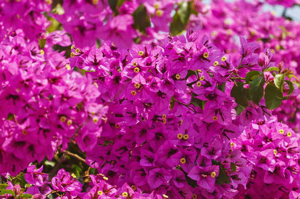 μοβ άνθη στο δικό σας κήπο, άνοιξη, καλοκαίρι, Πορτογαλία, μωβ έννοια, λουλούδια, κοσμήματα άνεση στο σπίτι - Φωτογραφία, εικόνα