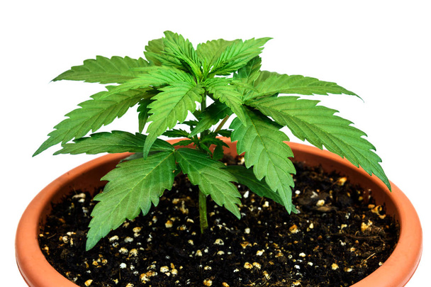 Marihuana kasvi kukkaruukku eristetty valkoisella pohjalla
 - Valokuva, kuva