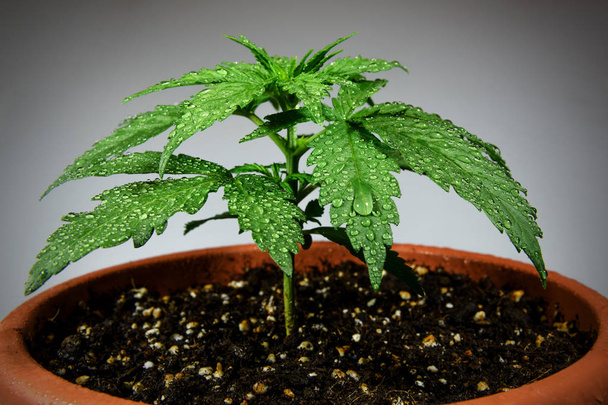 Marihuana-Pflanze im Blumentopf - Foto, Bild