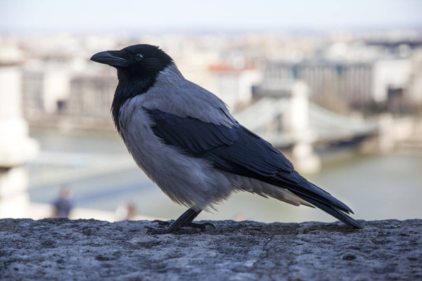 Retrato de un cuervo europeo gris
 - Foto, imagen