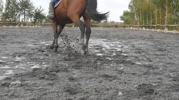 Feet of horse running on mud. Close-up of legs of stallion jogging at the wet muddy ground. Young man horseback riding outdoor. Close up of paws galloping. Slow motion - Footage, Video