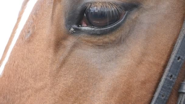 Крупним планом вид на око красивого коричневого коня. Рівне миготіння очей. Повільний рух
 - Кадри, відео