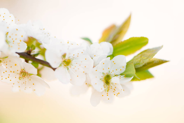 Flower Prunus Domestic - Photo, Image