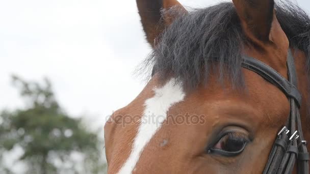 Bruin paard spelen met hun oren. Kastanje hengst permanent buiten en verplaatsen van zijn oren. Close-up van Slow motion - Video