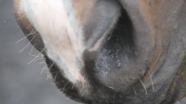 Las fosas nasales de los caballos se acercan. Detalle del hocico del semental pura sangre en cámara lenta
. - Imágenes, Vídeo