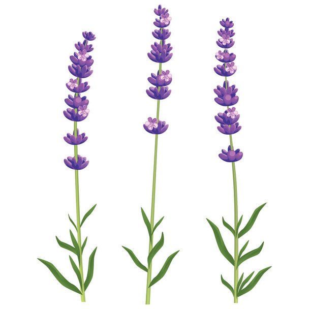 Realistic vector lavender - Vecteur, image