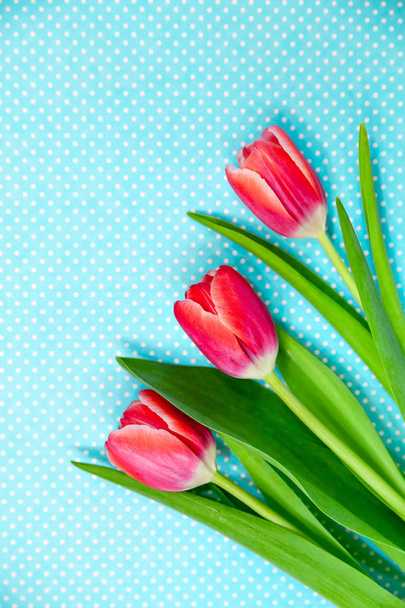 bright red tulips flowers on a patterned blue background. - Photo, Image