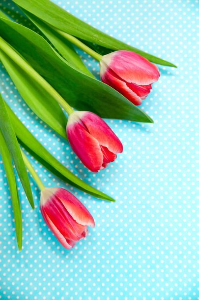 bright red tulips flowers on a patterned blue background. - Valokuva, kuva