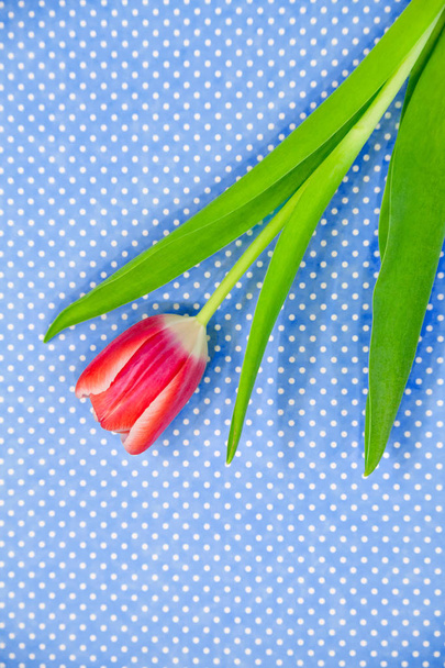bright red tulips flowers on a patterned background. - Φωτογραφία, εικόνα