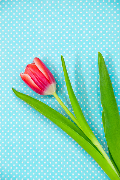 bright red tulips flowers on a patterned background. - Foto, imagen