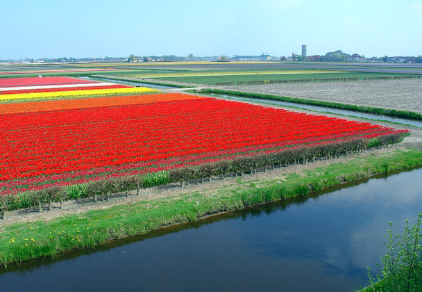 Beaultiful campo tulipano olandese
 - Foto, immagini