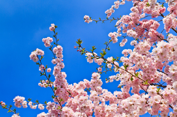 Tavasszal, cseresznye virágok (rózsaszín), és a kék háttér - Fotó, kép