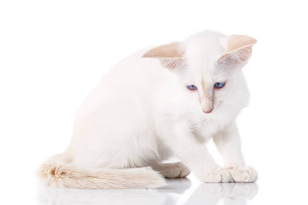 Siamese kat die zich voordeed op een witte achtergrond - Foto, afbeelding