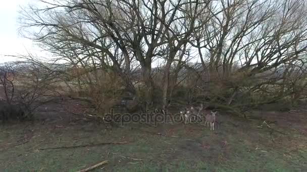 herd of deer under a tree in field - Footage, Video