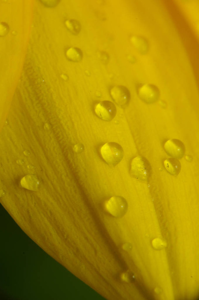 Water drops on a flower - Foto, Bild