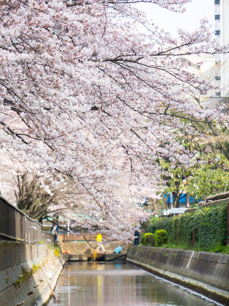 Άνθη κερασιάς στην Ιαπωνία - Φωτογραφία, εικόνα