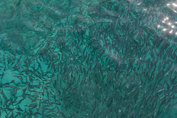 Gruppo di pesciolini in mare azzurro
 - Foto, immagini