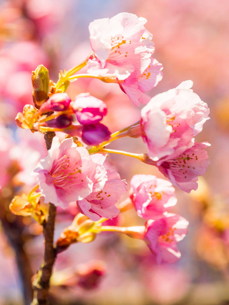 Kirschblüten in Japan - Foto, Bild