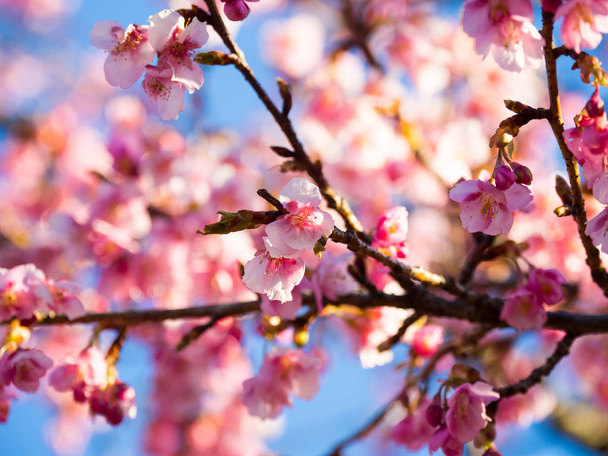 fiori di ciliegio in Giappone - Foto, immagini