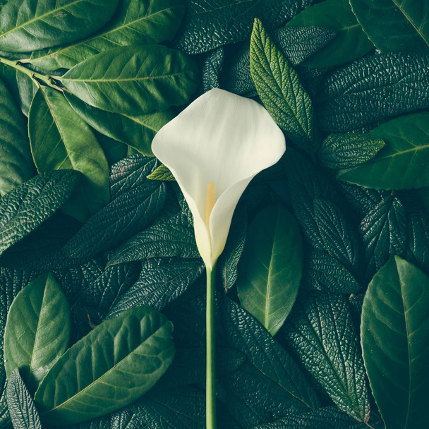 πράσινα φύλλα και λευκά calla - Φωτογραφία, εικόνα