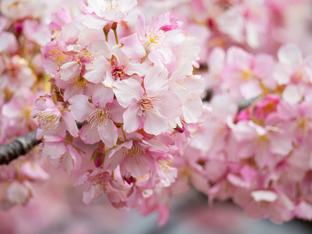 Цветение вишни в Японии - Фото, изображение