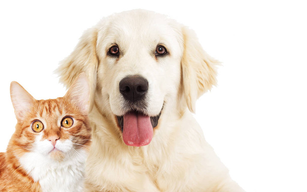 портрет Золотий ретривер і імбирний кіт дивиться
 - Фото, зображення