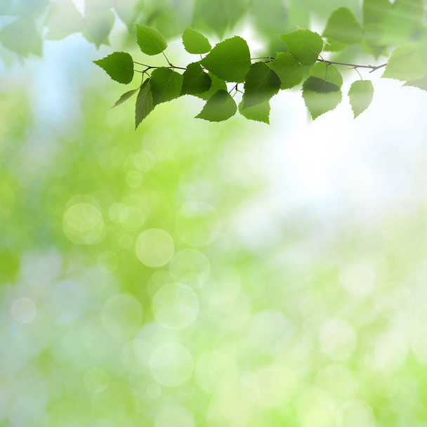 frondosas hojas de haya
 - Foto, imagen