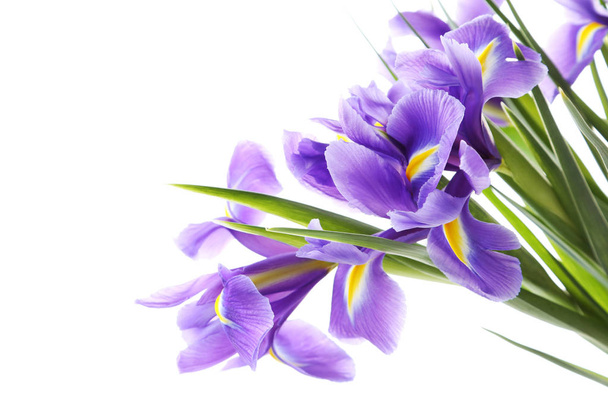 bukiet kwiatów irys - Zdjęcie, obraz