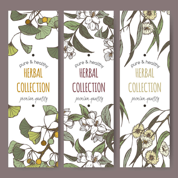 Three color labels with Ginkgo, jasmine and eucalyptus on white. - Vektori, kuva