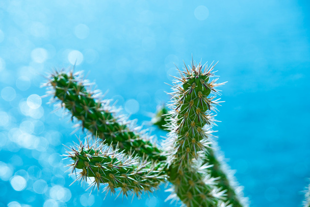 Cactus avec de nombreuses épines et une mer bleue en arrière-plan
 - Photo, image