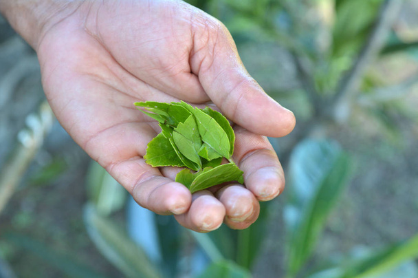 Рука коренного фиджийца держит дикие листья гибискуса
 - Фото, изображение