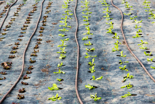 Ряды красного и зеленого листьев салата
 - Фото, изображение