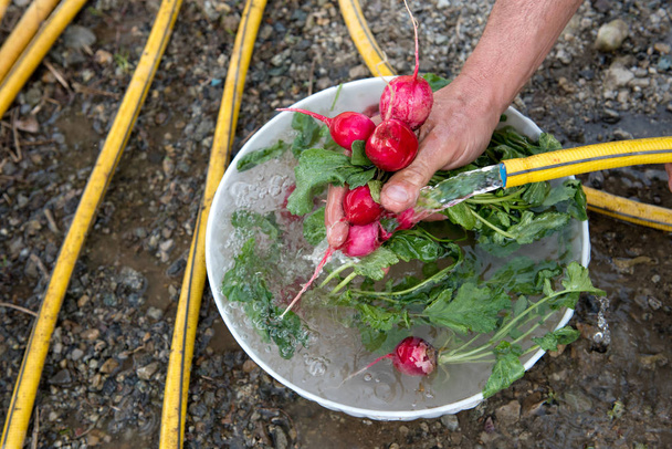 Agriculteurs lavant des radis fraîchement cueillis
 - Photo, image