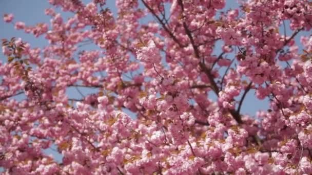 Japanse Sakura bloeiende boom. Roze weelderige bladeren en stengels. - Video