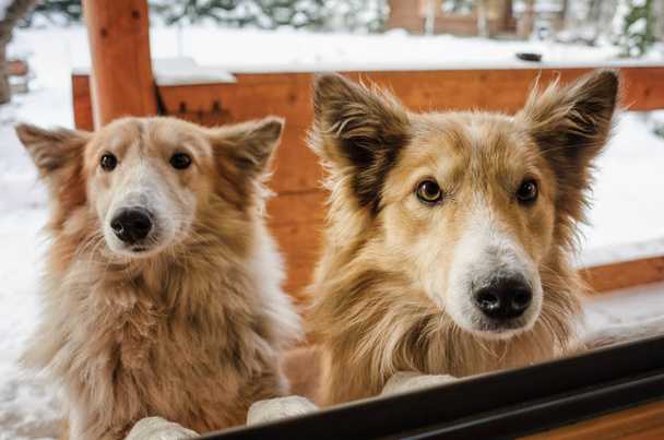 Two obedient dogs listening - Foto, imagen