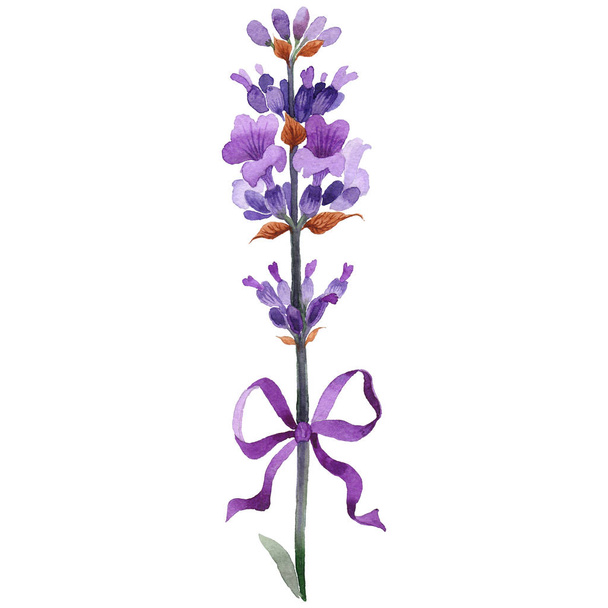 Wildflower levandulový květ ve stylu akvarelu, samostatný. - Fotografie, Obrázek