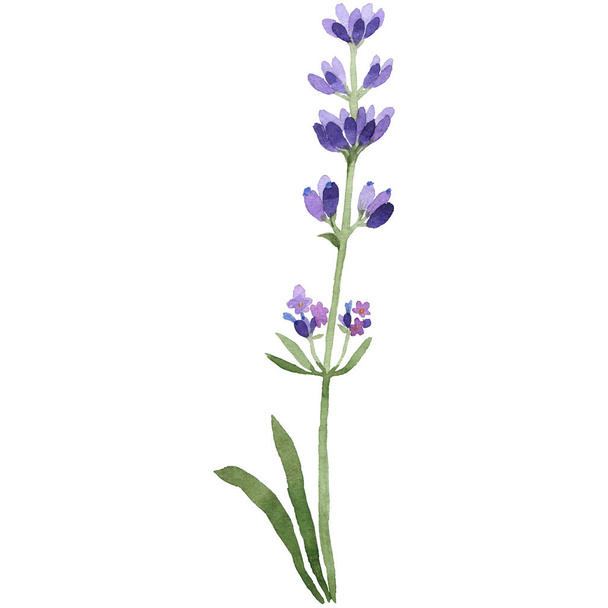 Wildflower lavender flower in a watercolor style isolated. - Photo, Image