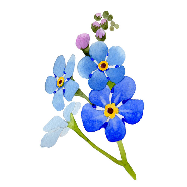 Wildflower myosotis arvensis flower in a watercolor style isolated. - Photo, Image