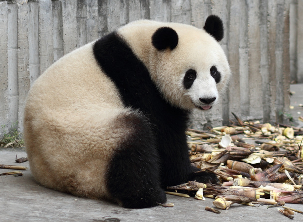 Гигантская панда ест бамбуковые побеги
 - Фото, изображение