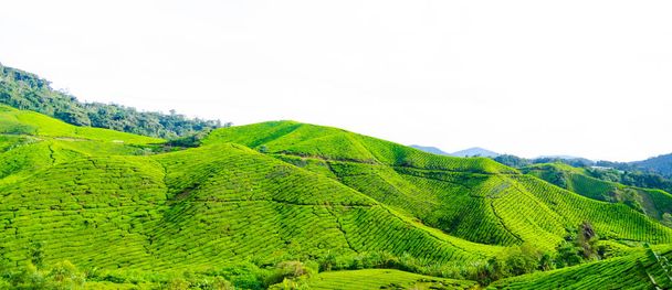 piantagioni di tè in Malesia
 - Foto, immagini