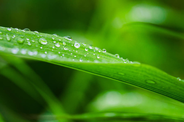 Φύλλο πράσινο γρασίδι με σταγόνες νερού - Φωτογραφία, εικόνα