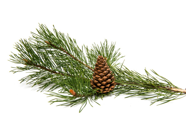 Sprig of pine with cones isolated  - Фото, изображение