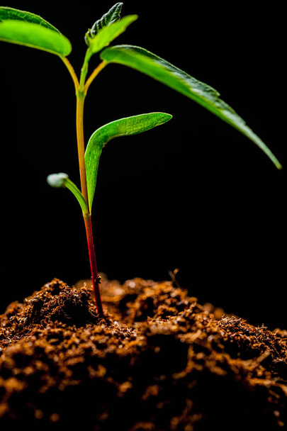 Green Corn Seedling Sprout - Foto, Imagem