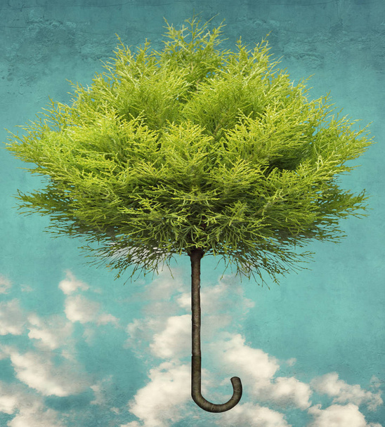 Парасолька дерево
 - Фото, зображення
