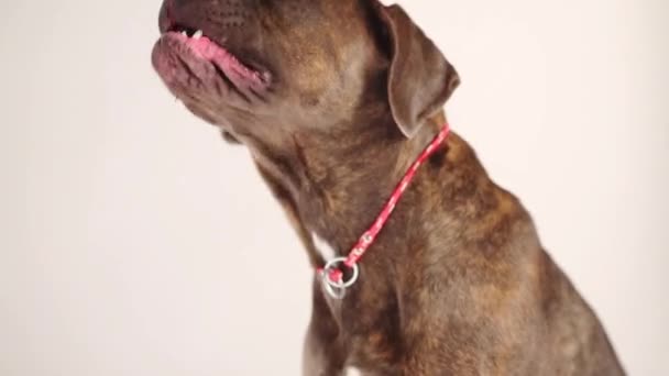 σκυλί χασμουρητά με τη γλώσσα του να κρέμεται  - Πλάνα, βίντεο
