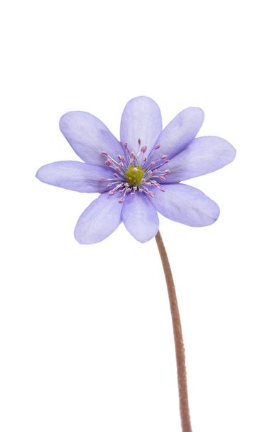 Podléška Nobilis - první jarní květ - Fotografie, Obrázek