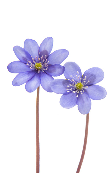 Hepatica Nobilis - first Spring flower - Valokuva, kuva