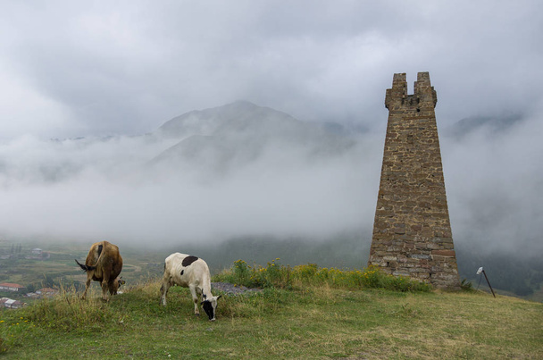 Σκοπιά και αγελάδες κοντά Βασιλική Σιόνι. Πάνω από την κοιλάδα και στρατιωτική γεωργιανή εθνική οδό με ΣΥΝΝΕΦΙΑ, γεωργία, Ευρώπη - Φωτογραφία, εικόνα