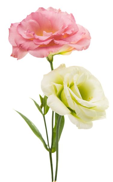 Eustoma krásný květ  - Fotografie, Obrázek